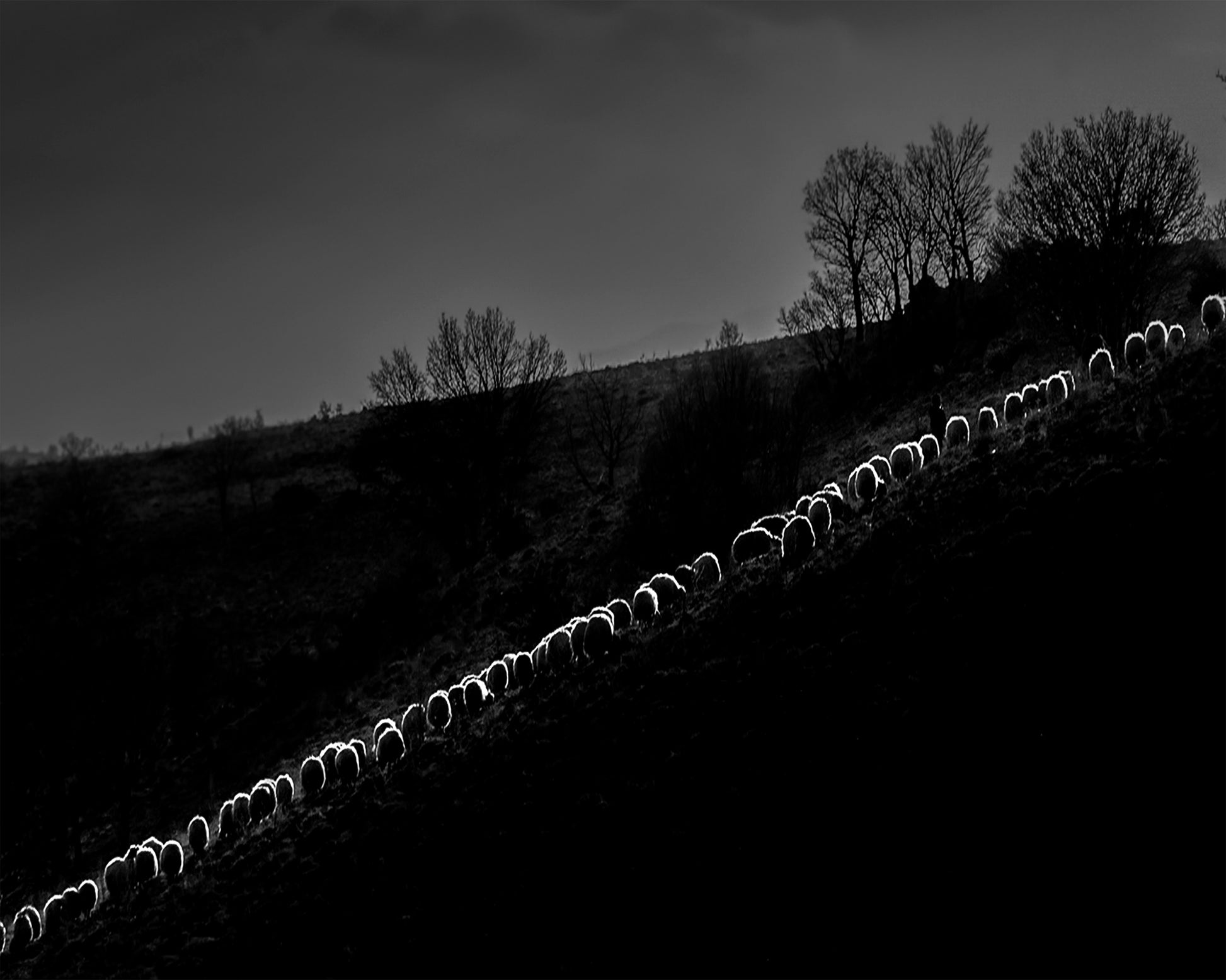 Sheep Flock