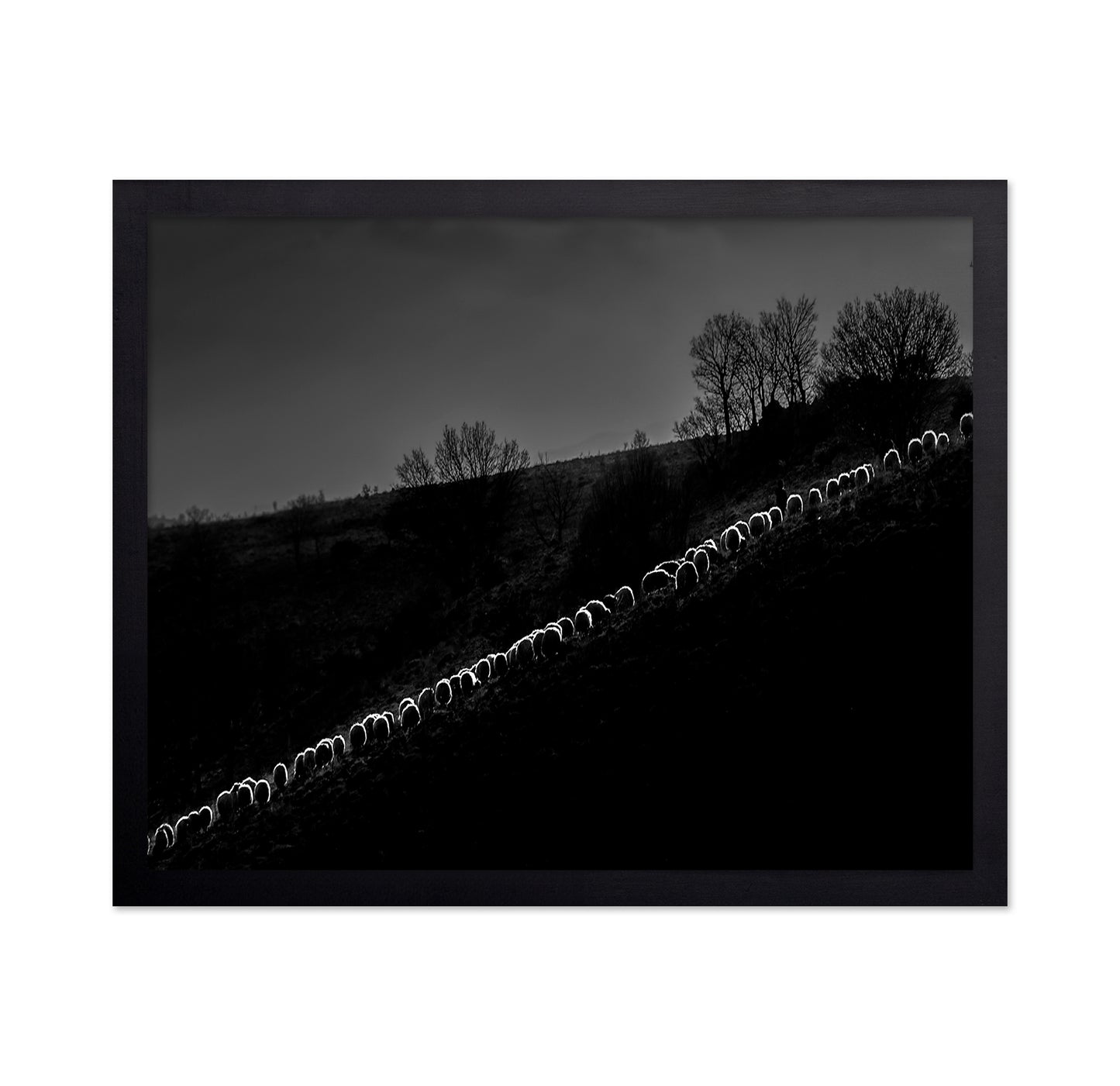 Sheep Flock