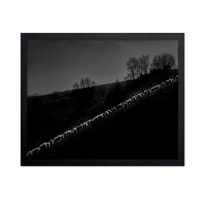 Sheep Flock