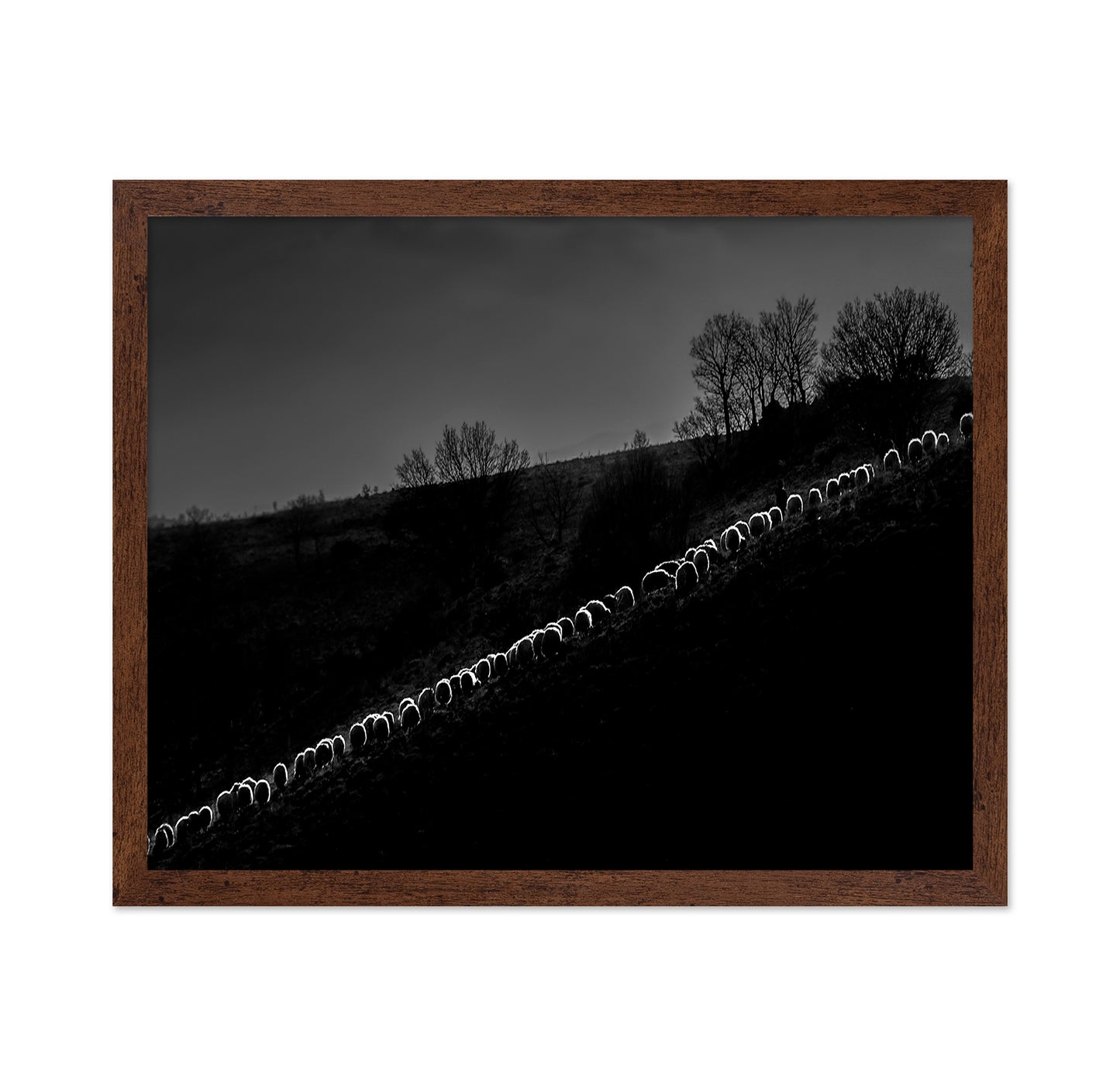 Sheep Flock