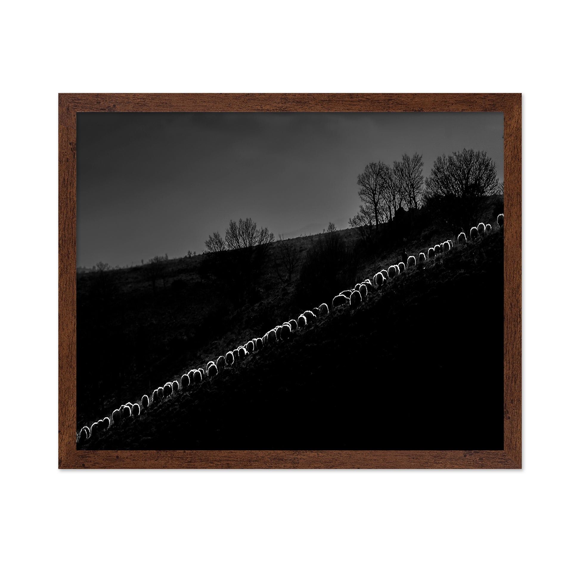 Sheep Flock