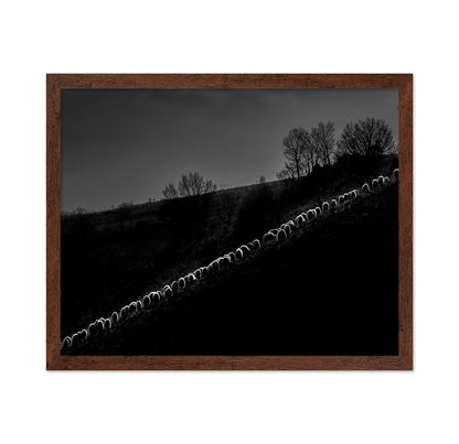 Sheep Flock
