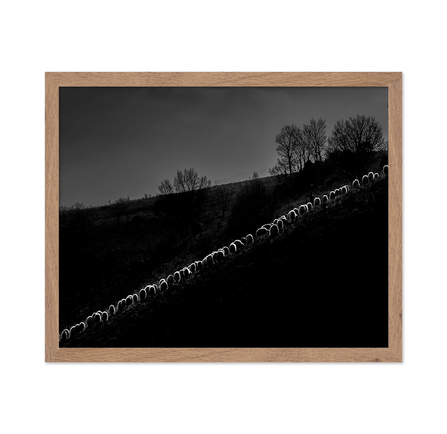 Sheep Flock