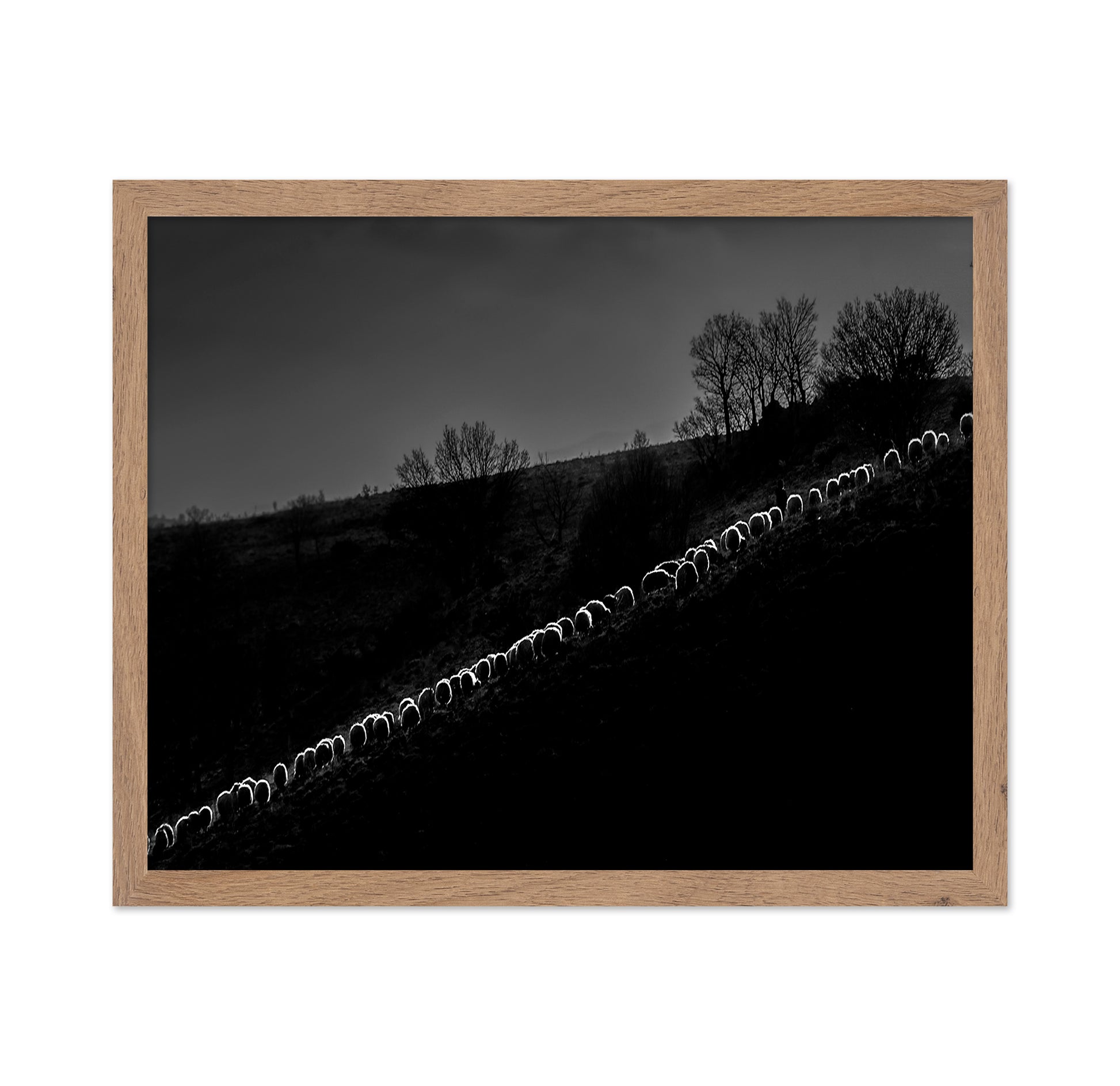 Sheep Flock