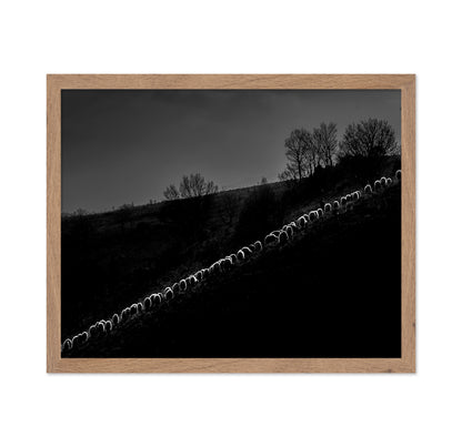 Sheep Flock
