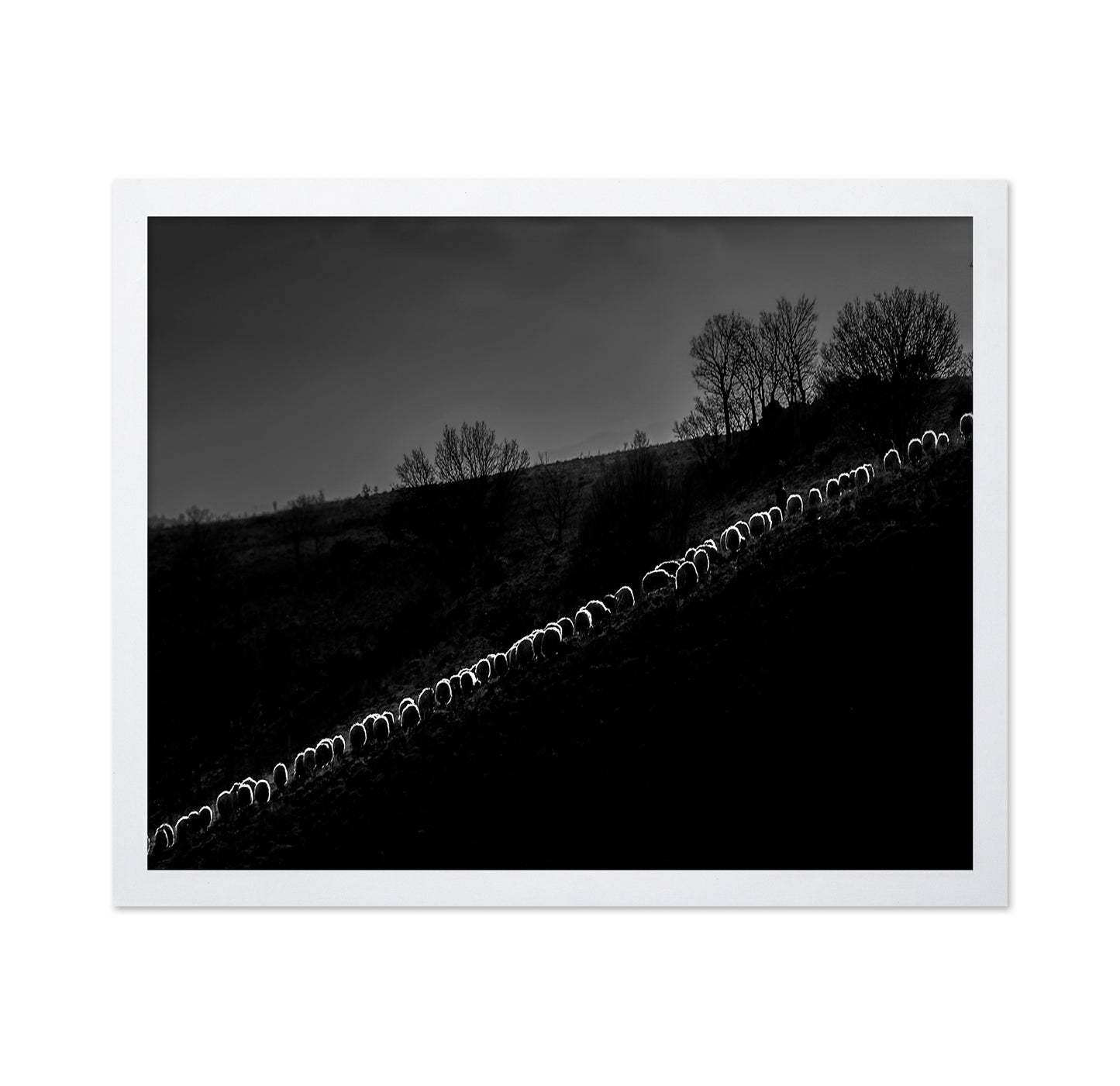 Sheep Flock