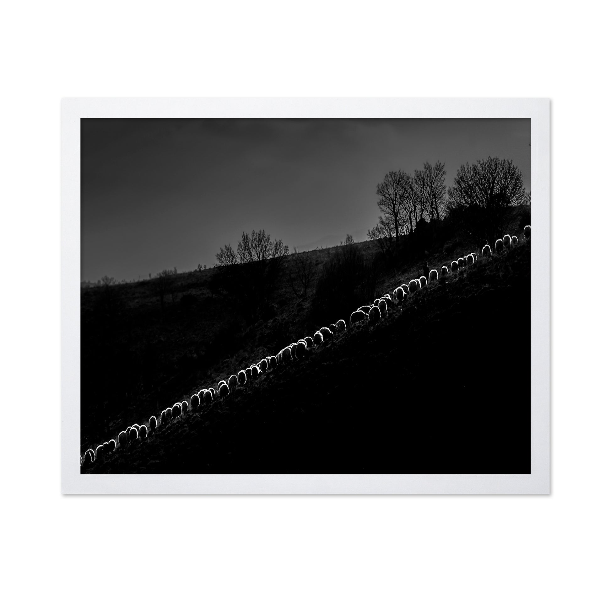 Sheep Flock
