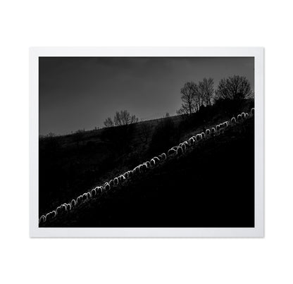 Sheep Flock