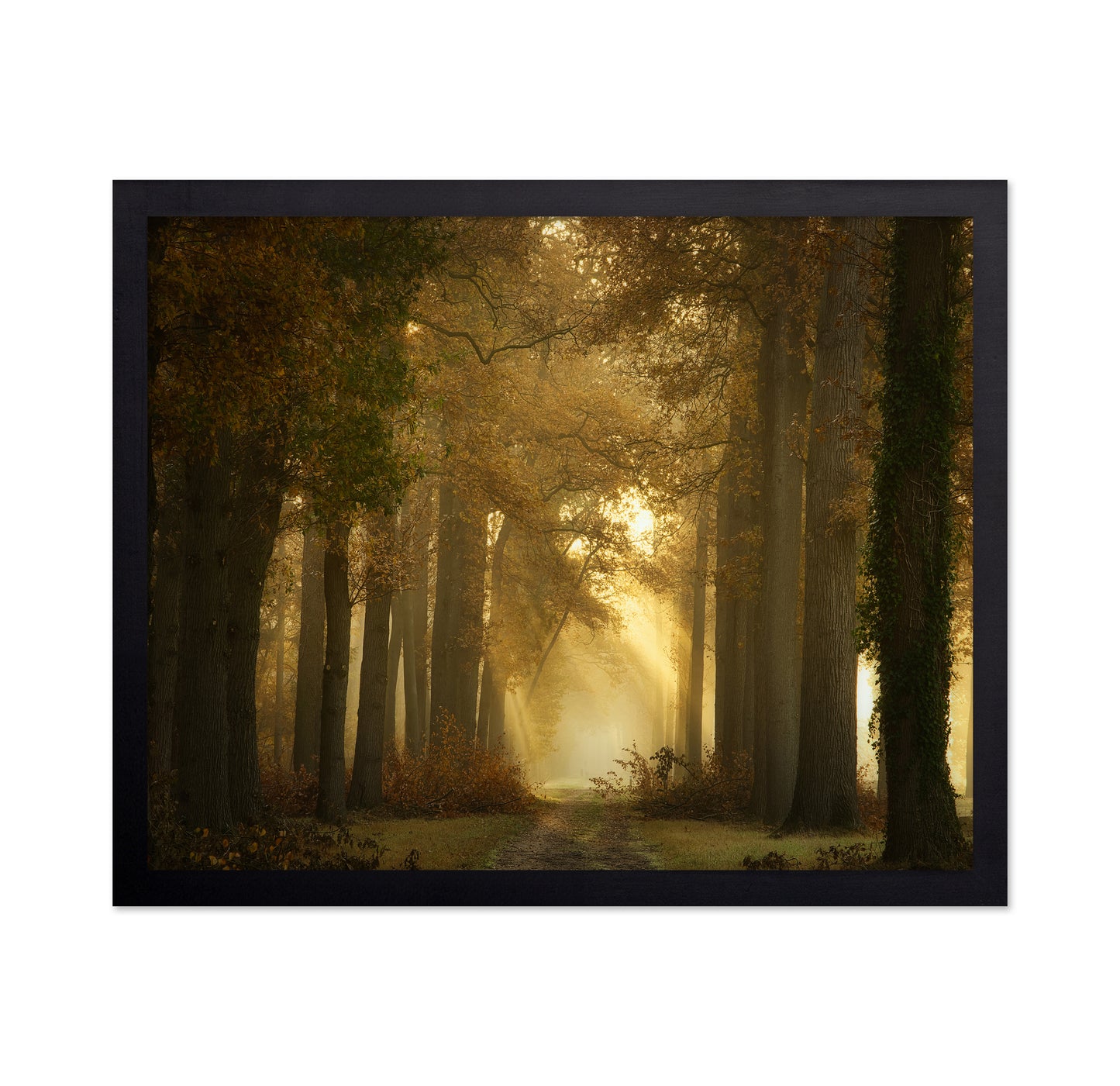Forever Forest