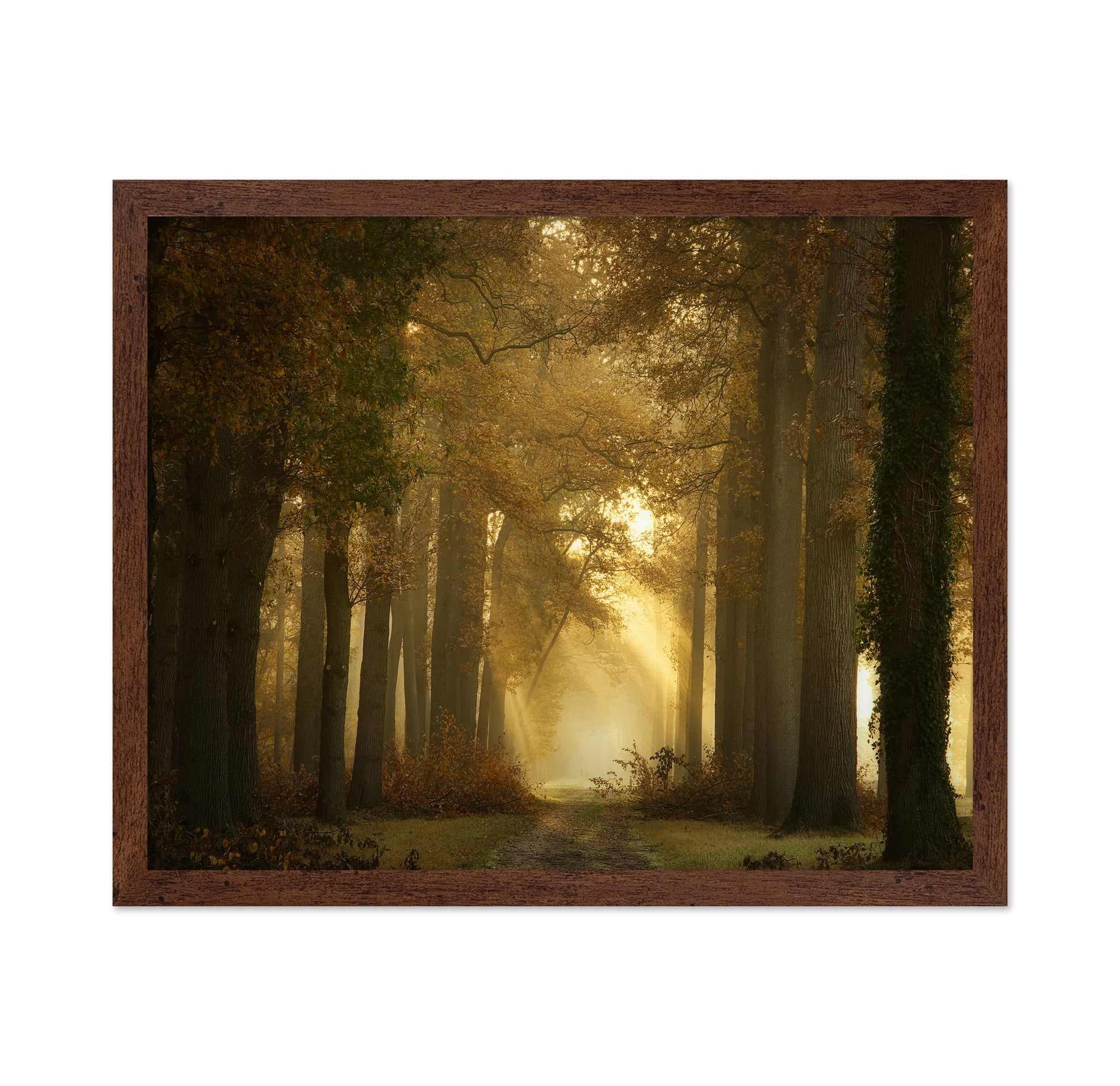 Forever Forest