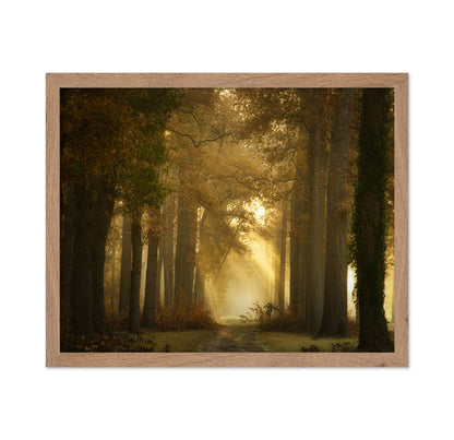 Forever Forest