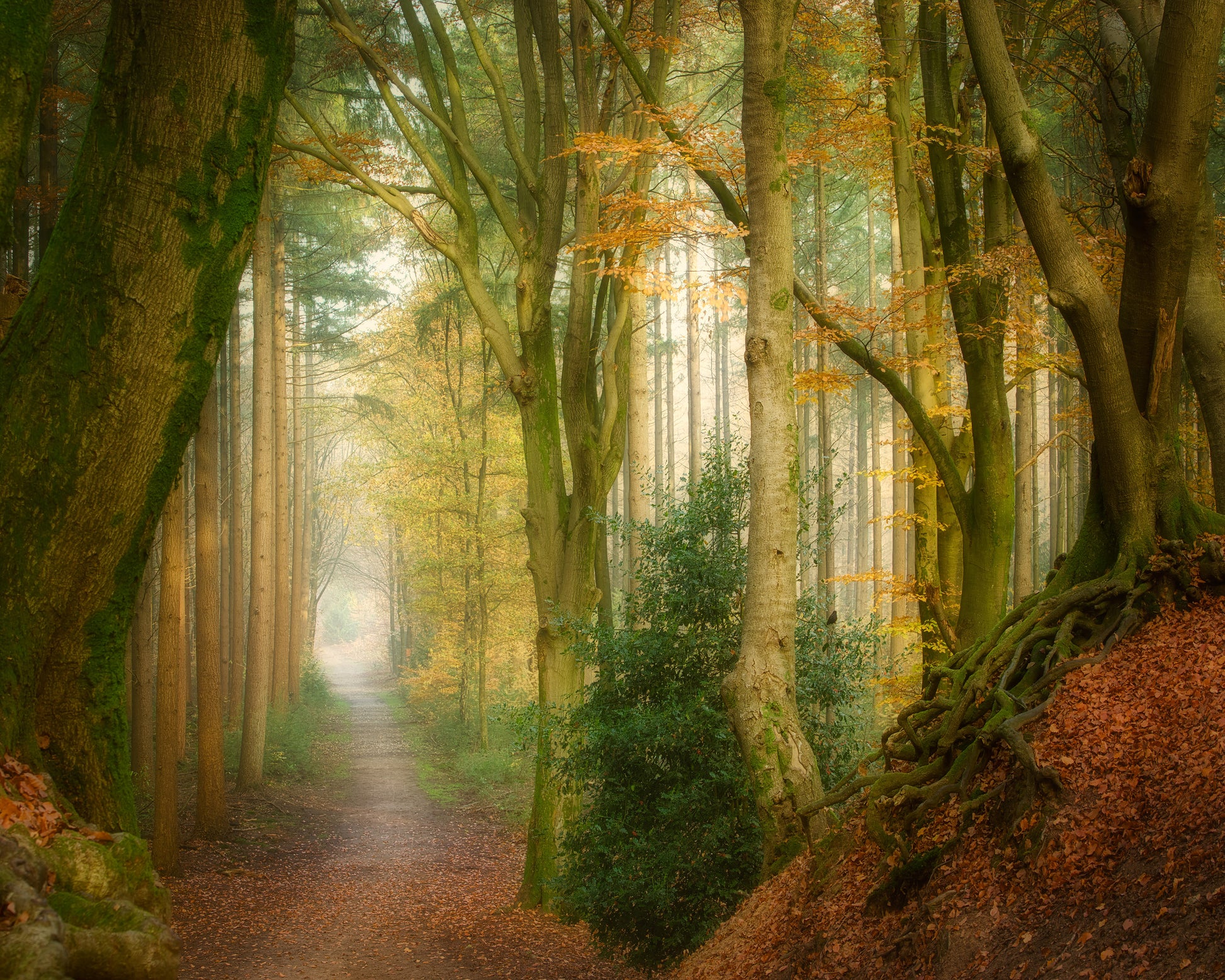 Following Fog