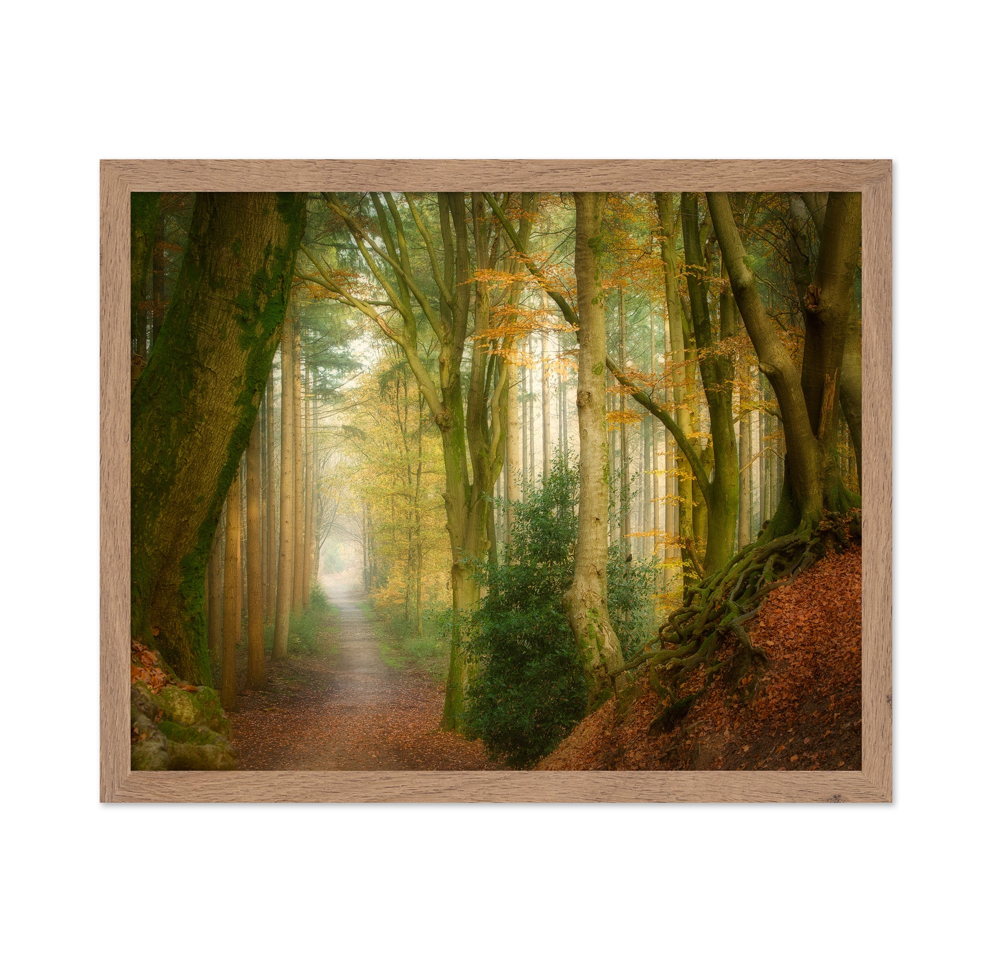 Following Fog