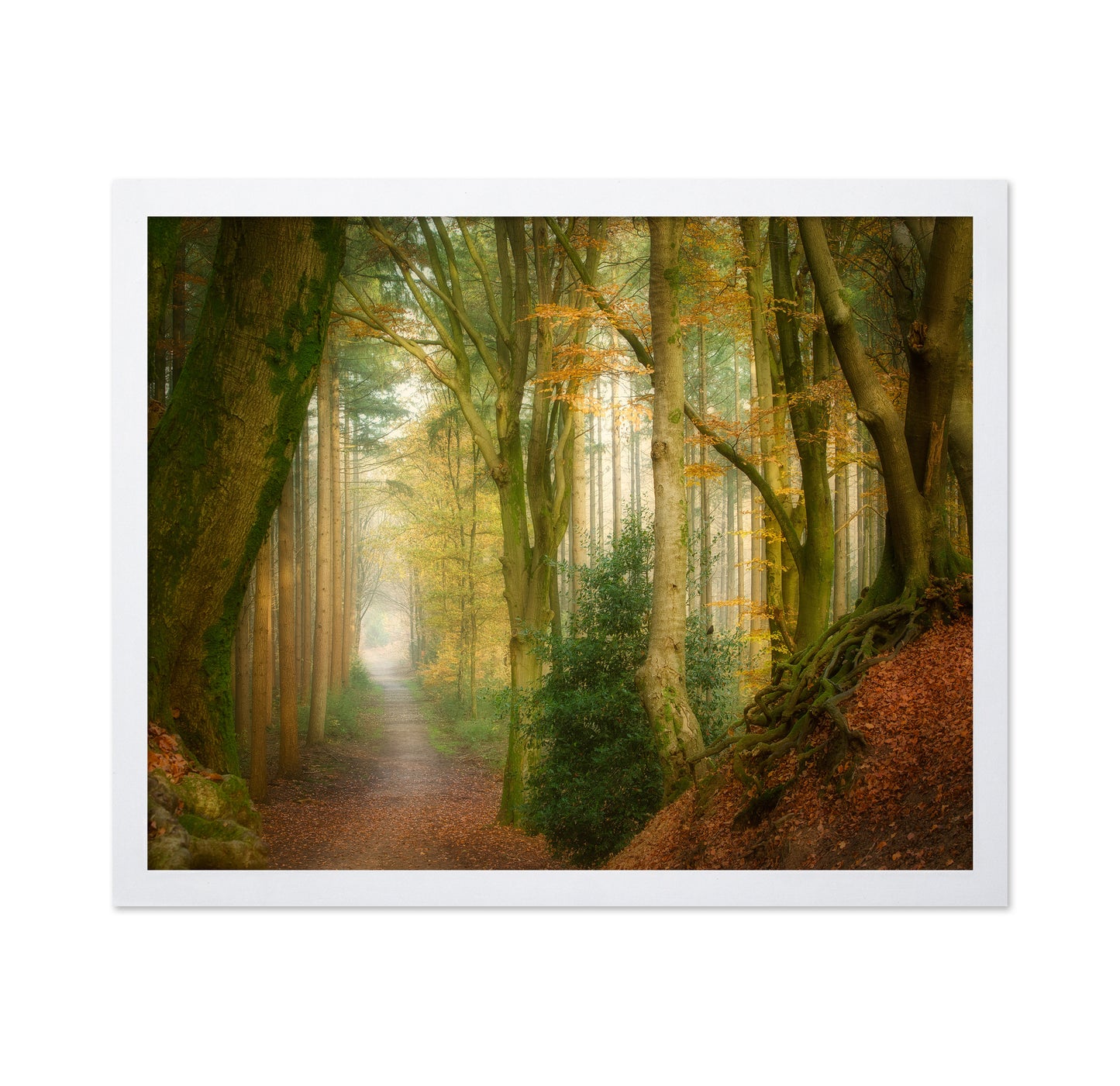 Following Fog