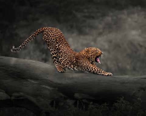 Leopard