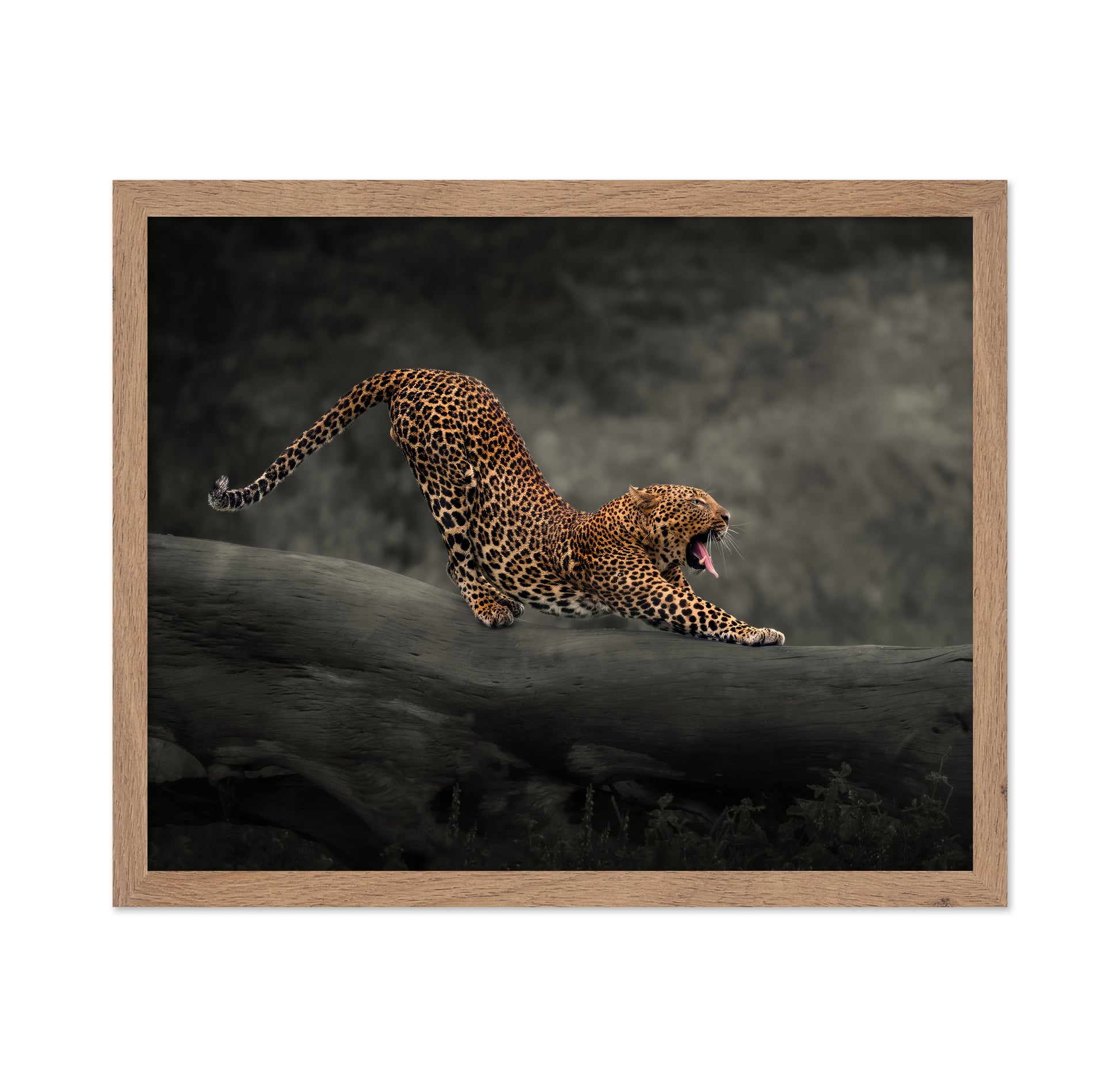 Leopard
