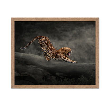 Leopard
