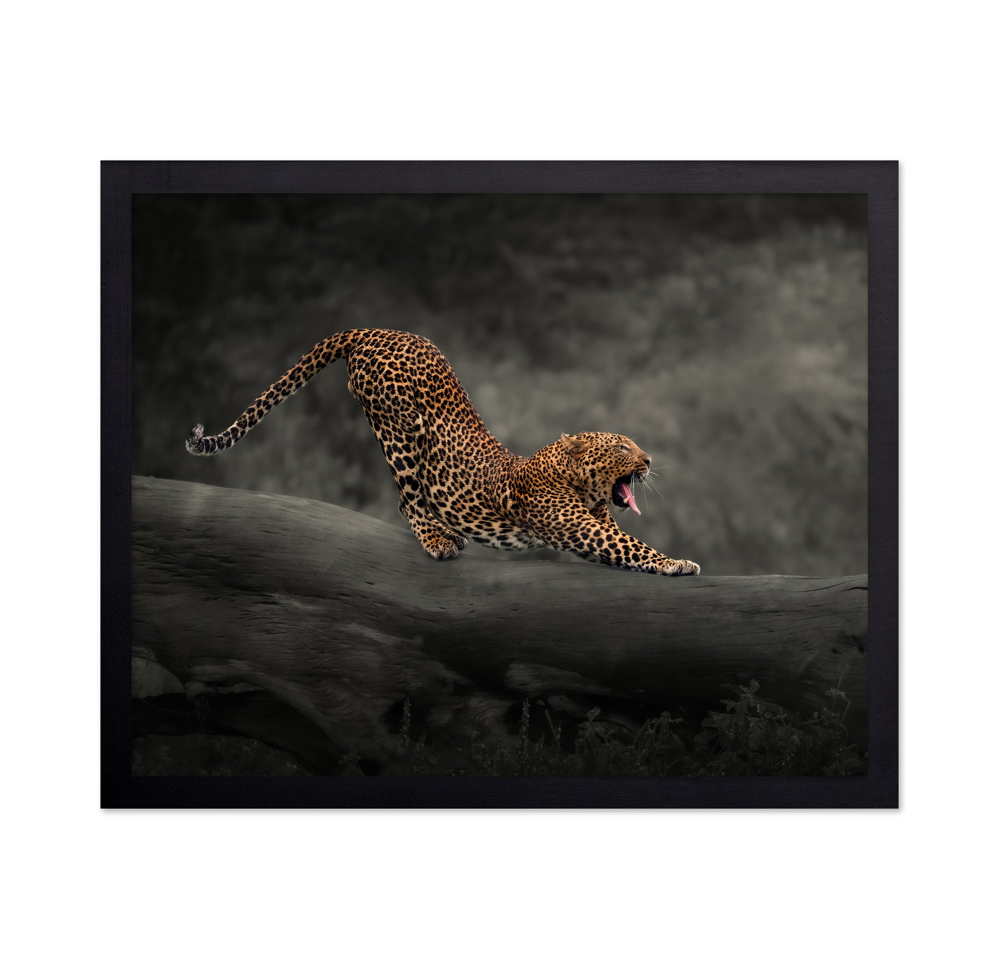 Leopard