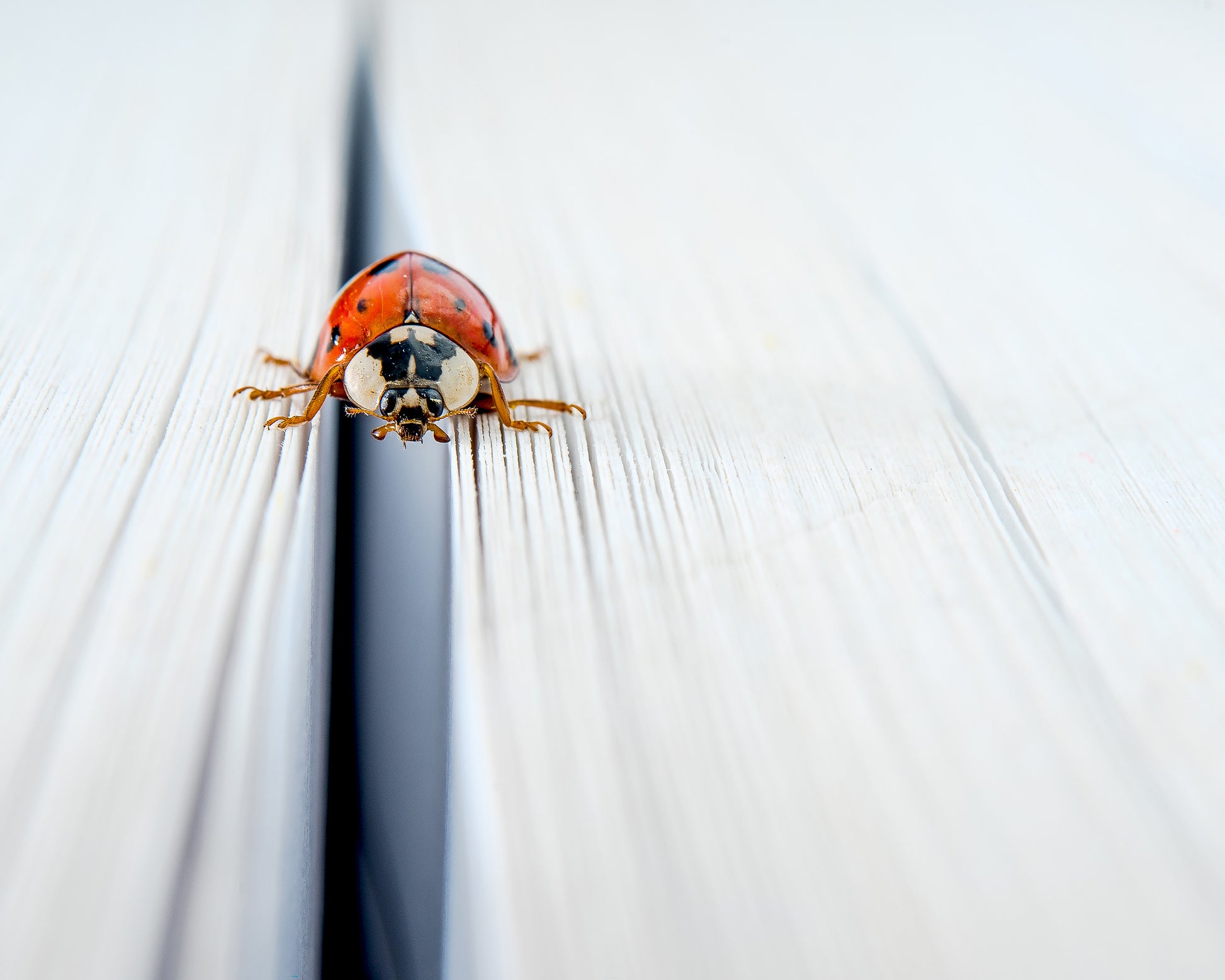 Harlequin Ladybird