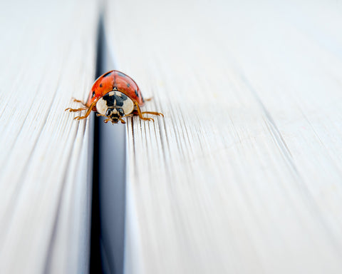 Harlequin Ladybird