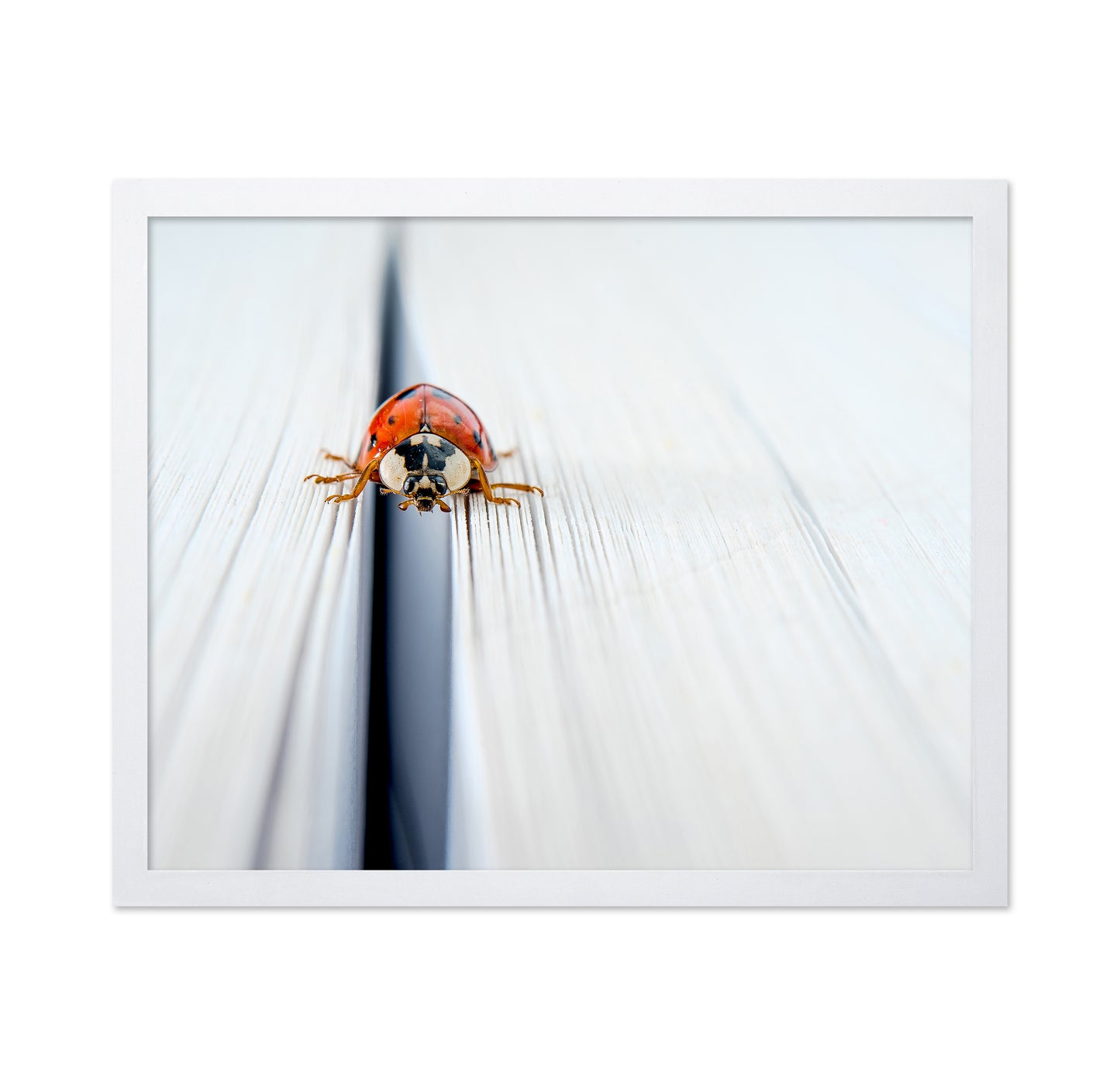 Harlequin Ladybird