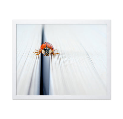 Harlequin Ladybird