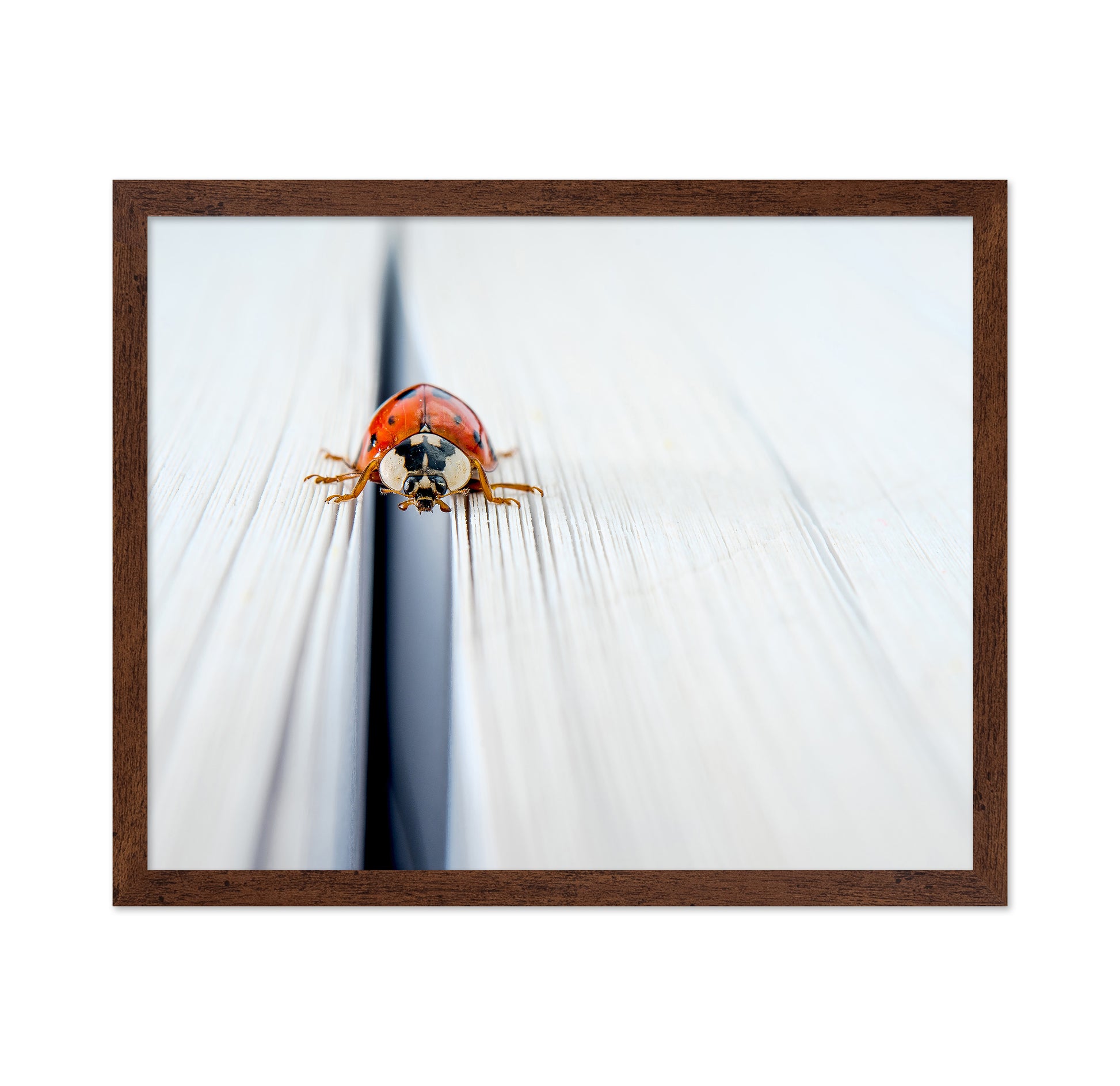 Harlequin Ladybird