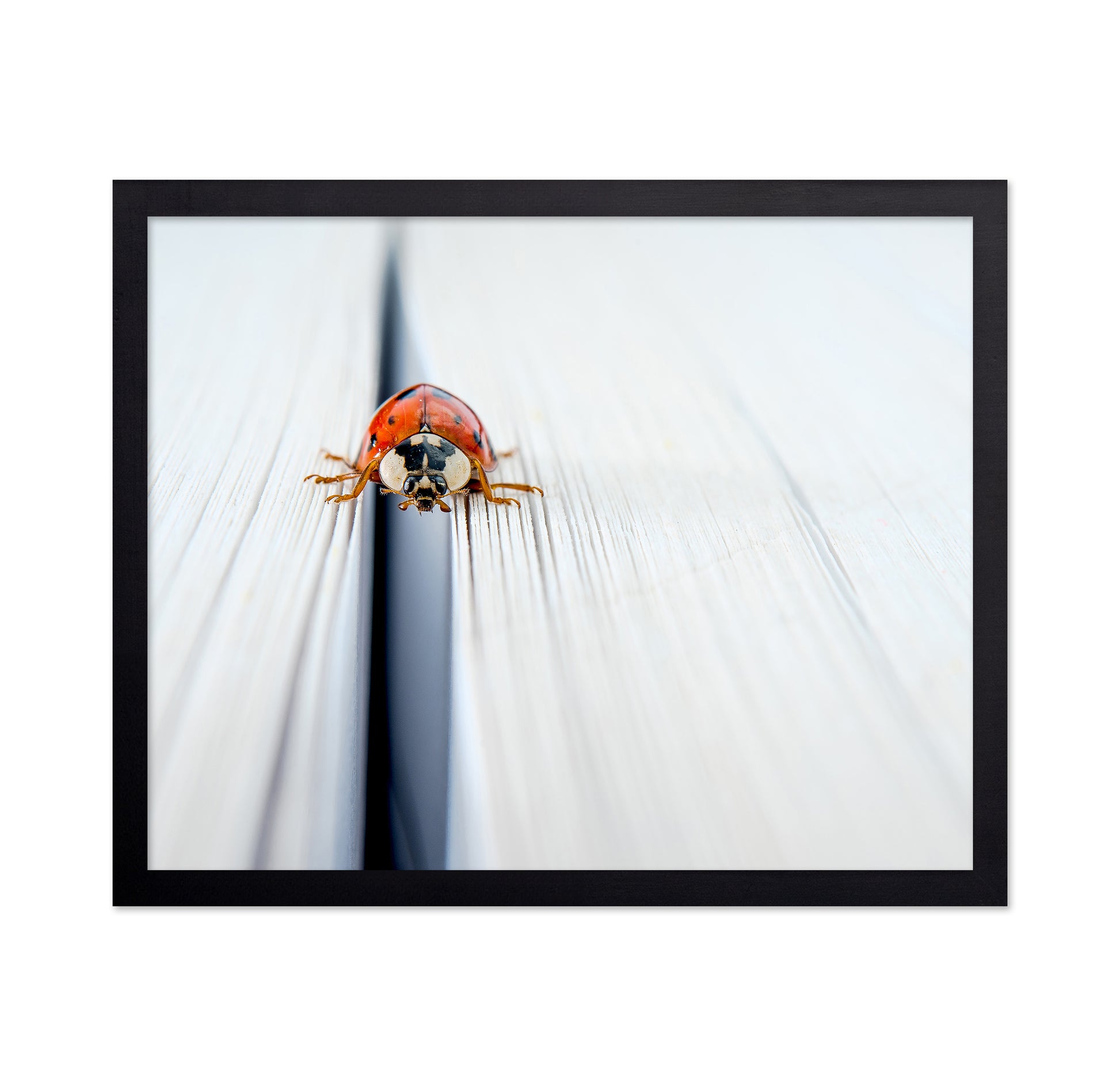 Harlequin Ladybird