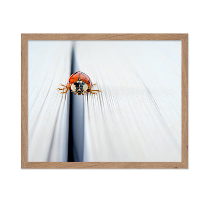 Harlequin Ladybird