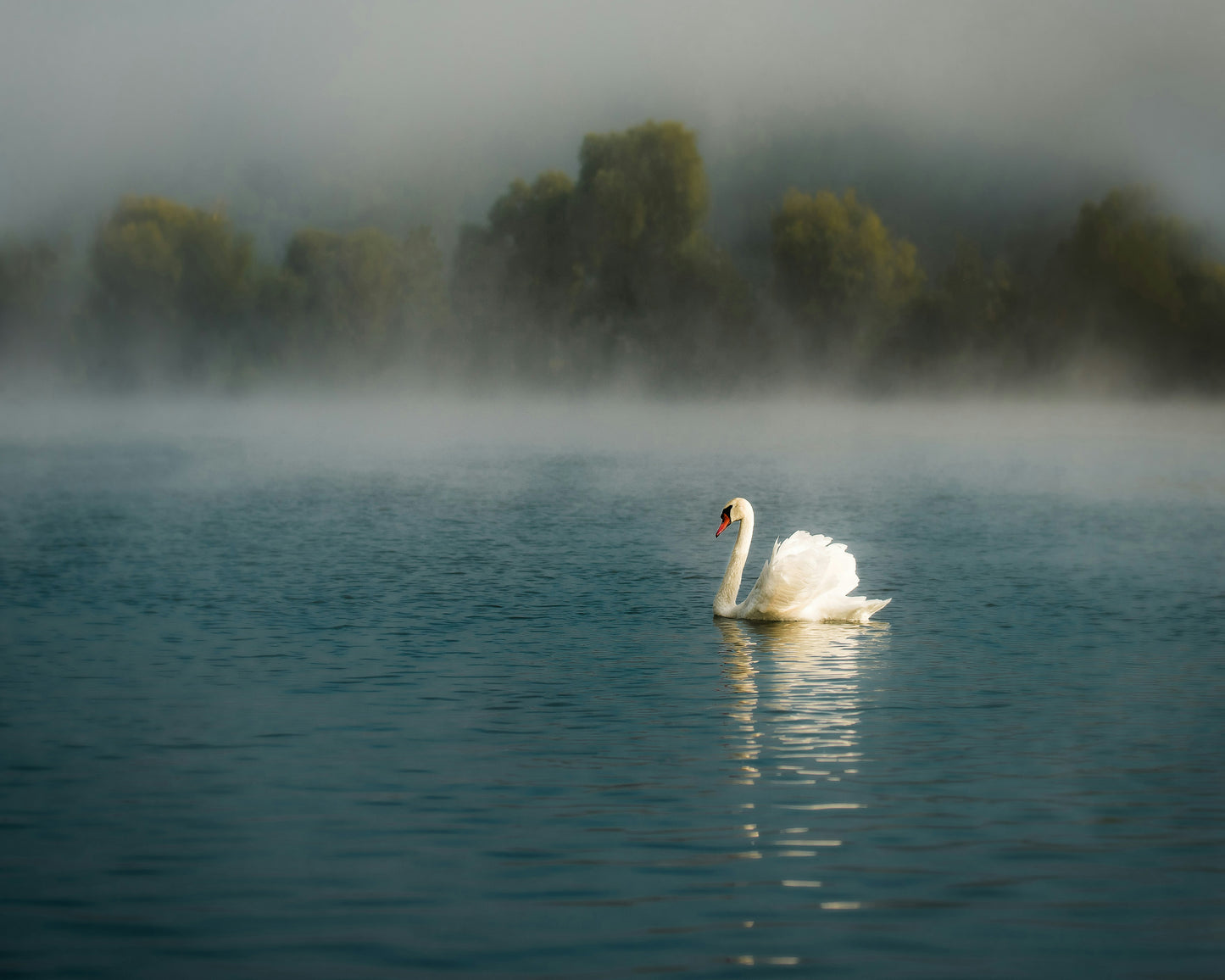Misty Swan
