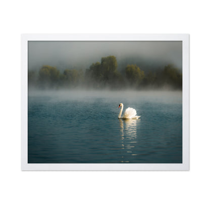 Misty Swan