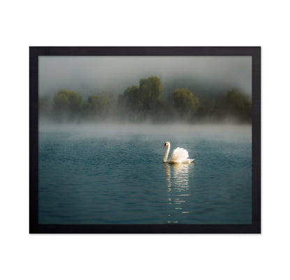 Misty Swan