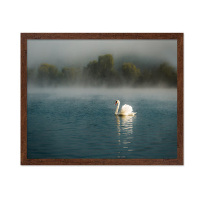 Misty Swan