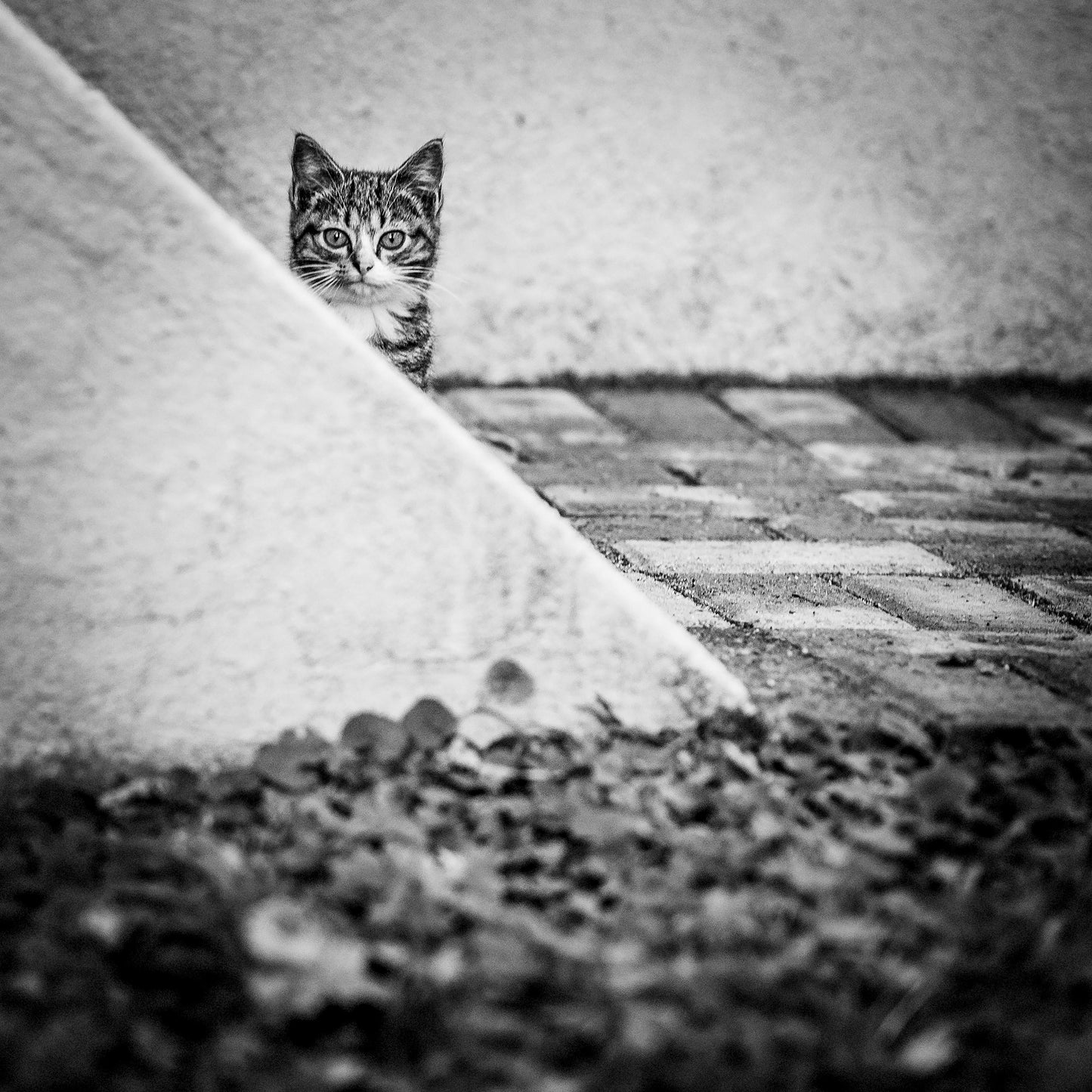Corner Cat