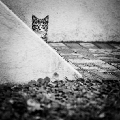 Corner Cat
