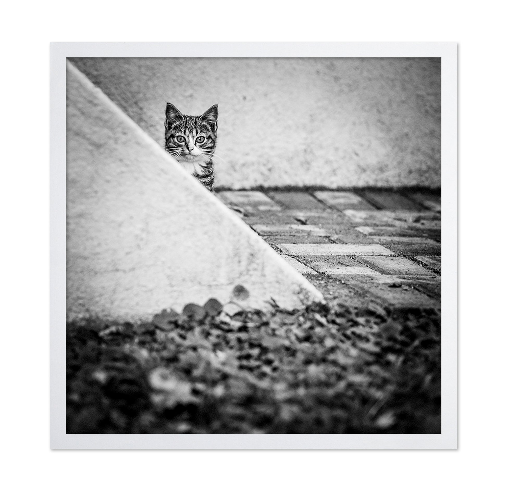 Corner Cat