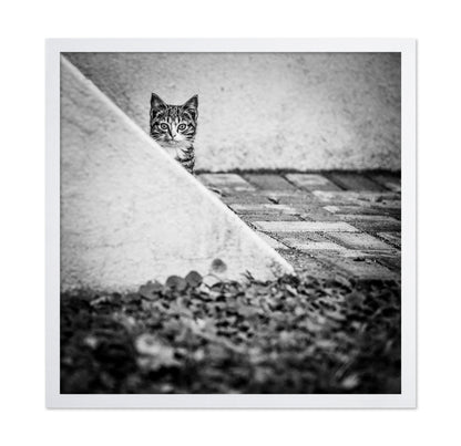 Corner Cat