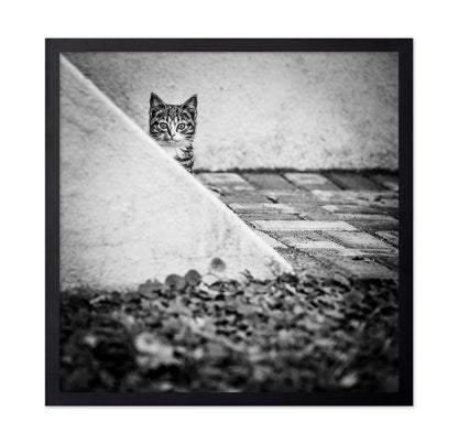 Corner Cat