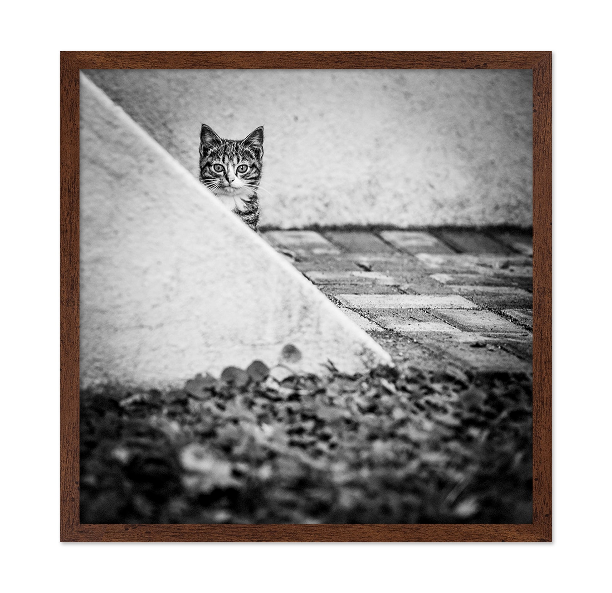 Corner Cat
