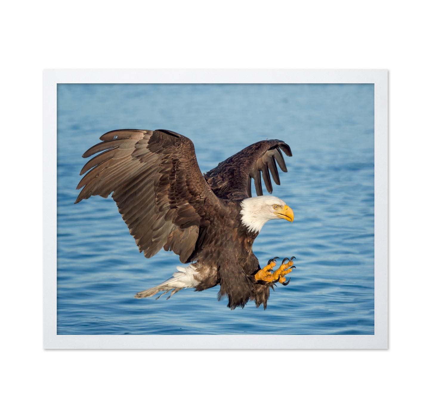 Fishing Eagle