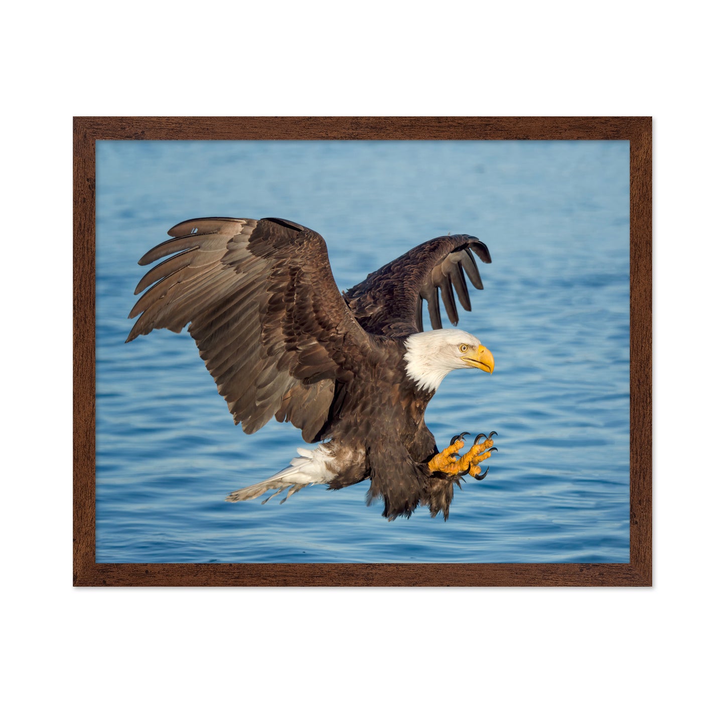 Fishing Eagle