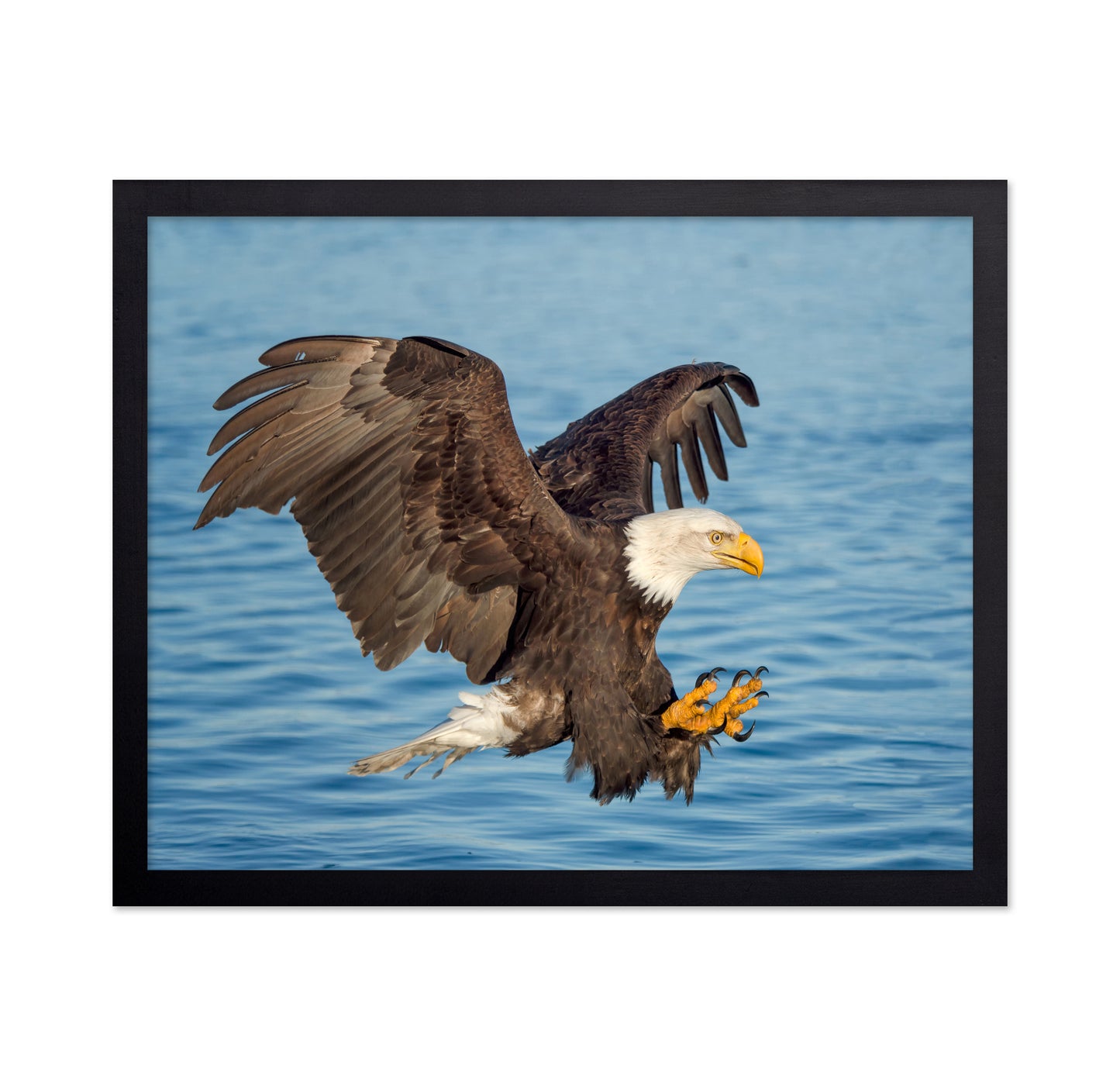 Fishing Eagle
