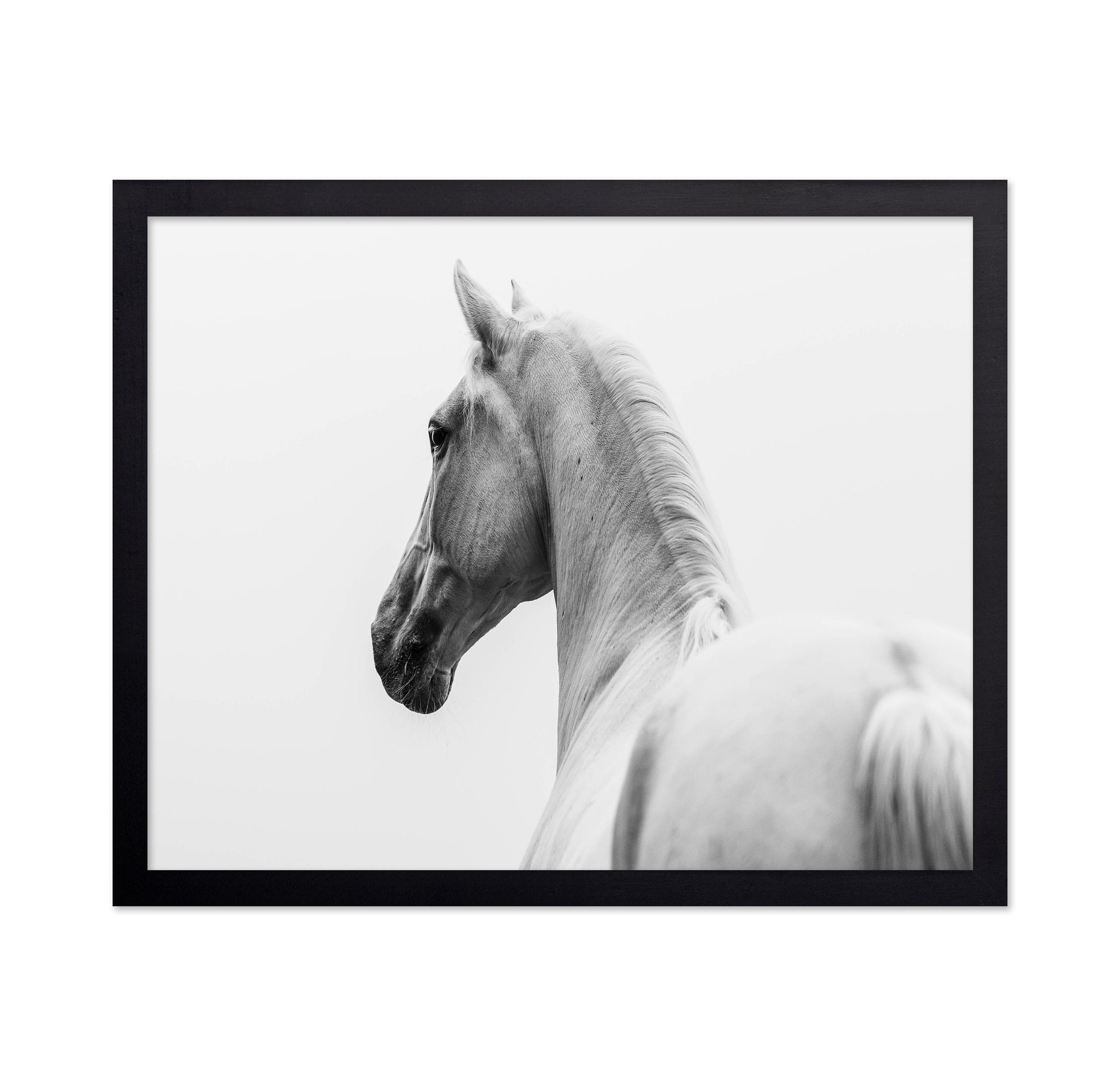 A Short Story About A Shorn Horse