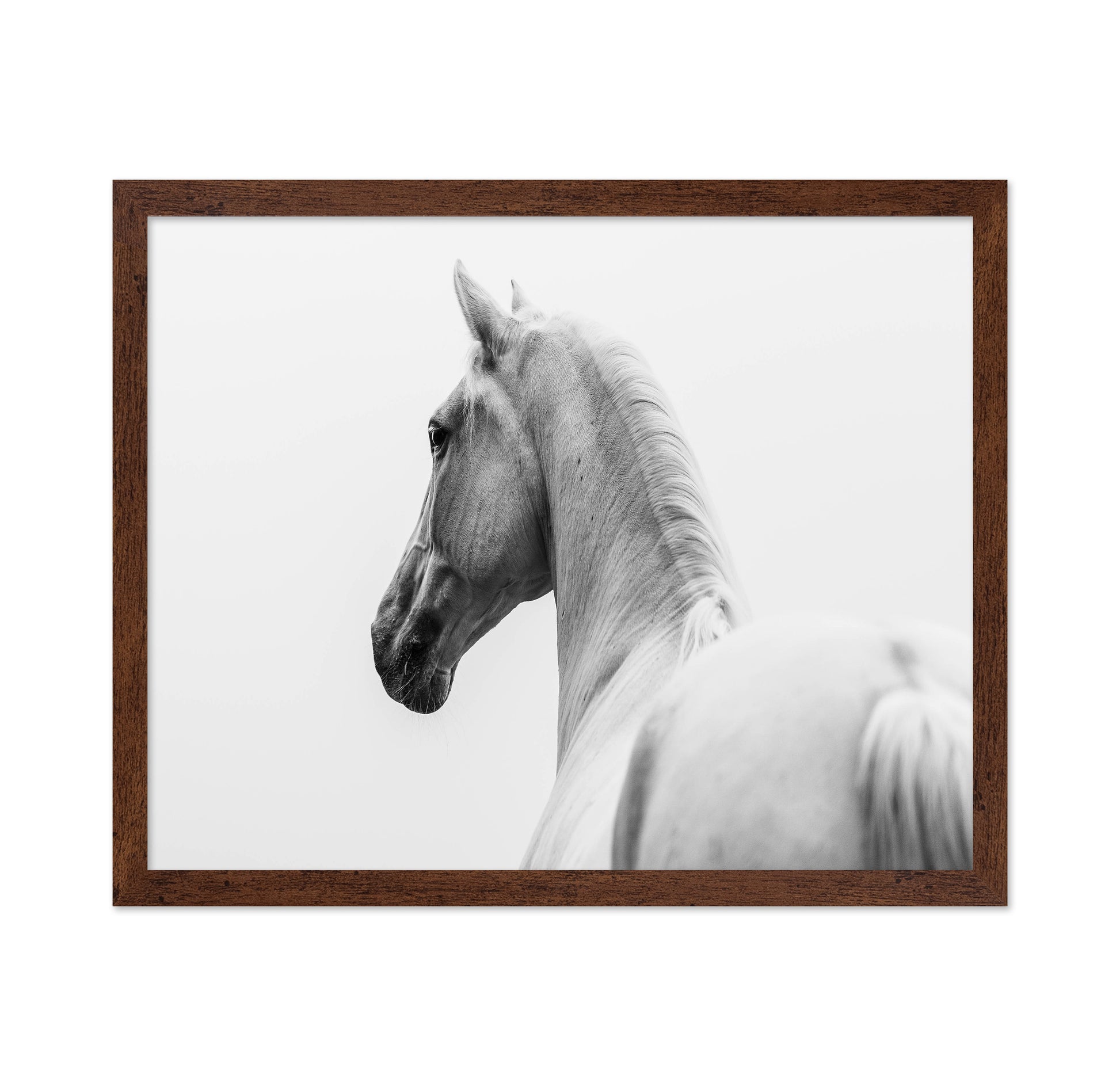 A Short Story About A Shorn Horse