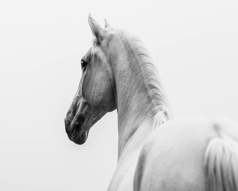 A Short Story About A Shorn Horse