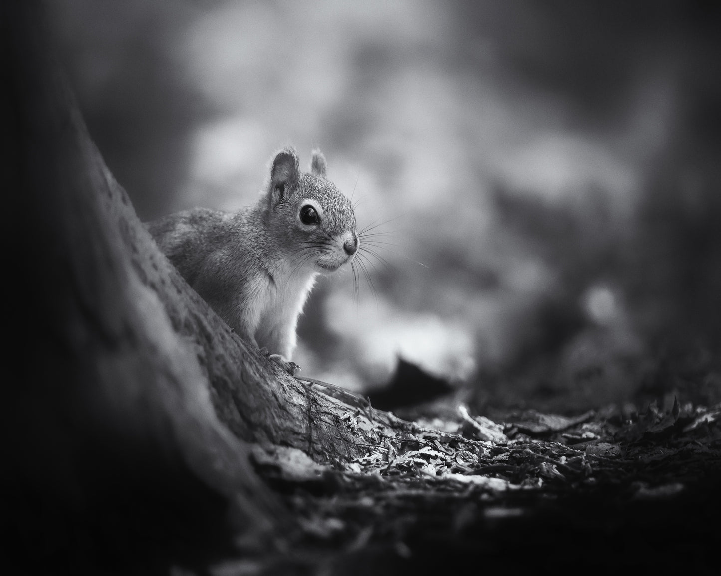 In The Woods