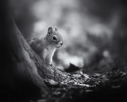In The Woods
