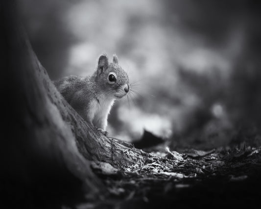 In The Woods