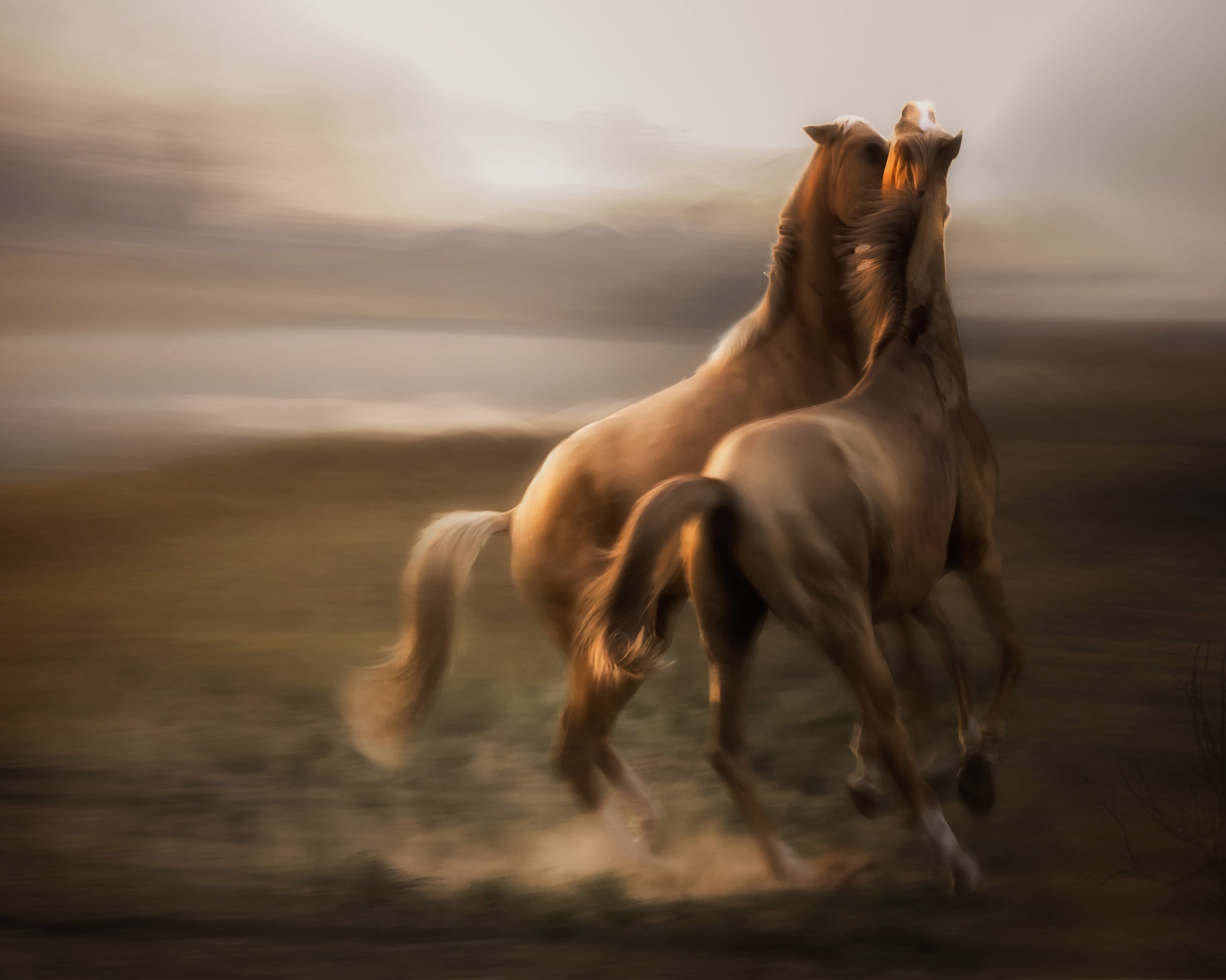 Stallion Rivalry