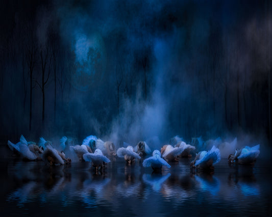 Swans On The Lake